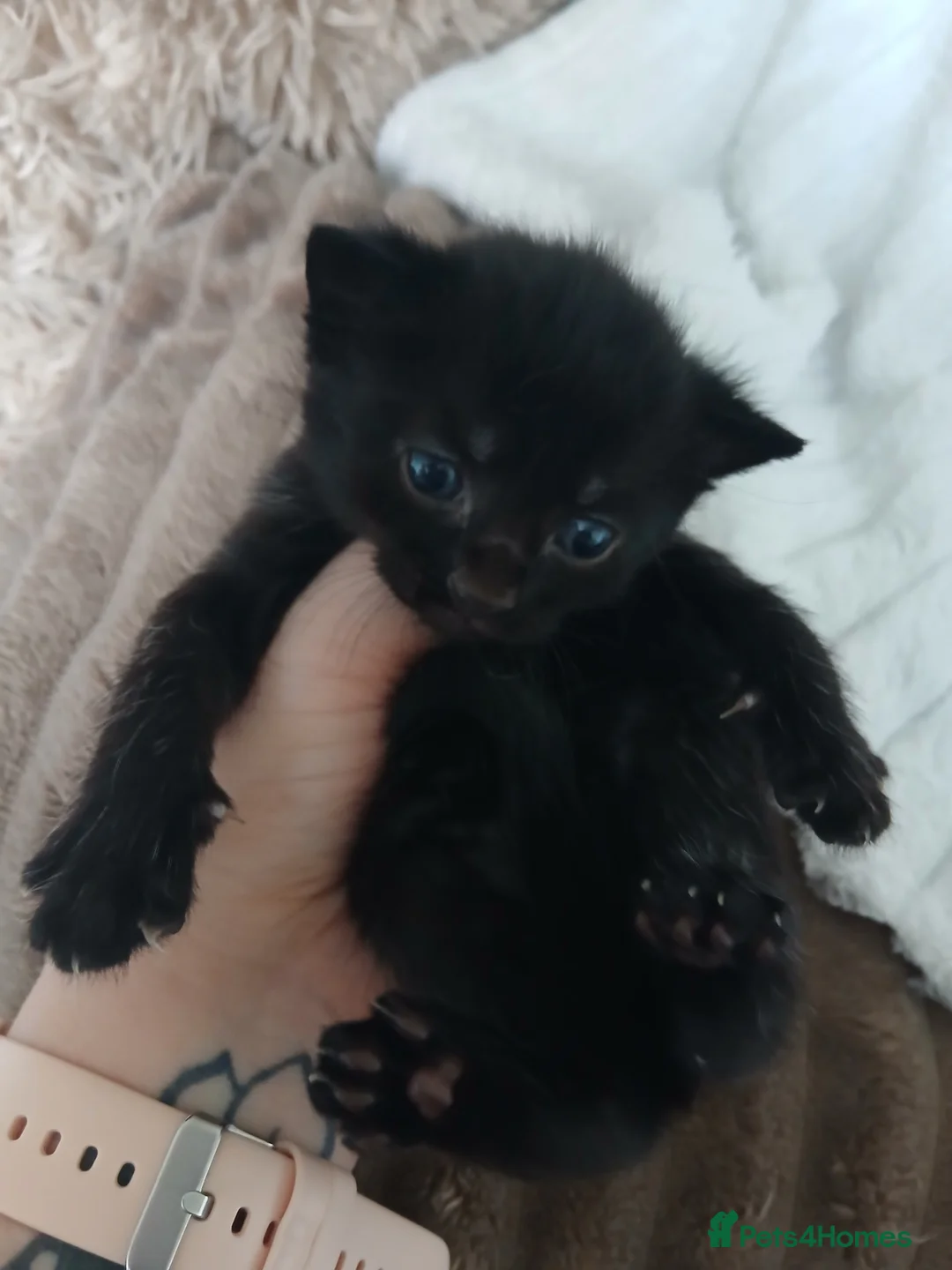 British Shorthair cats for sale: Kittens for sale - Advert 1