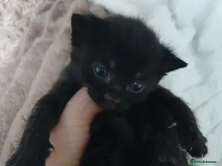 British Shorthair cats Kittens for sale - Advert 2