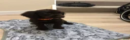 Cocker Spaniel dogs for sale: KC cocker spaniel puppies  - Advert 16