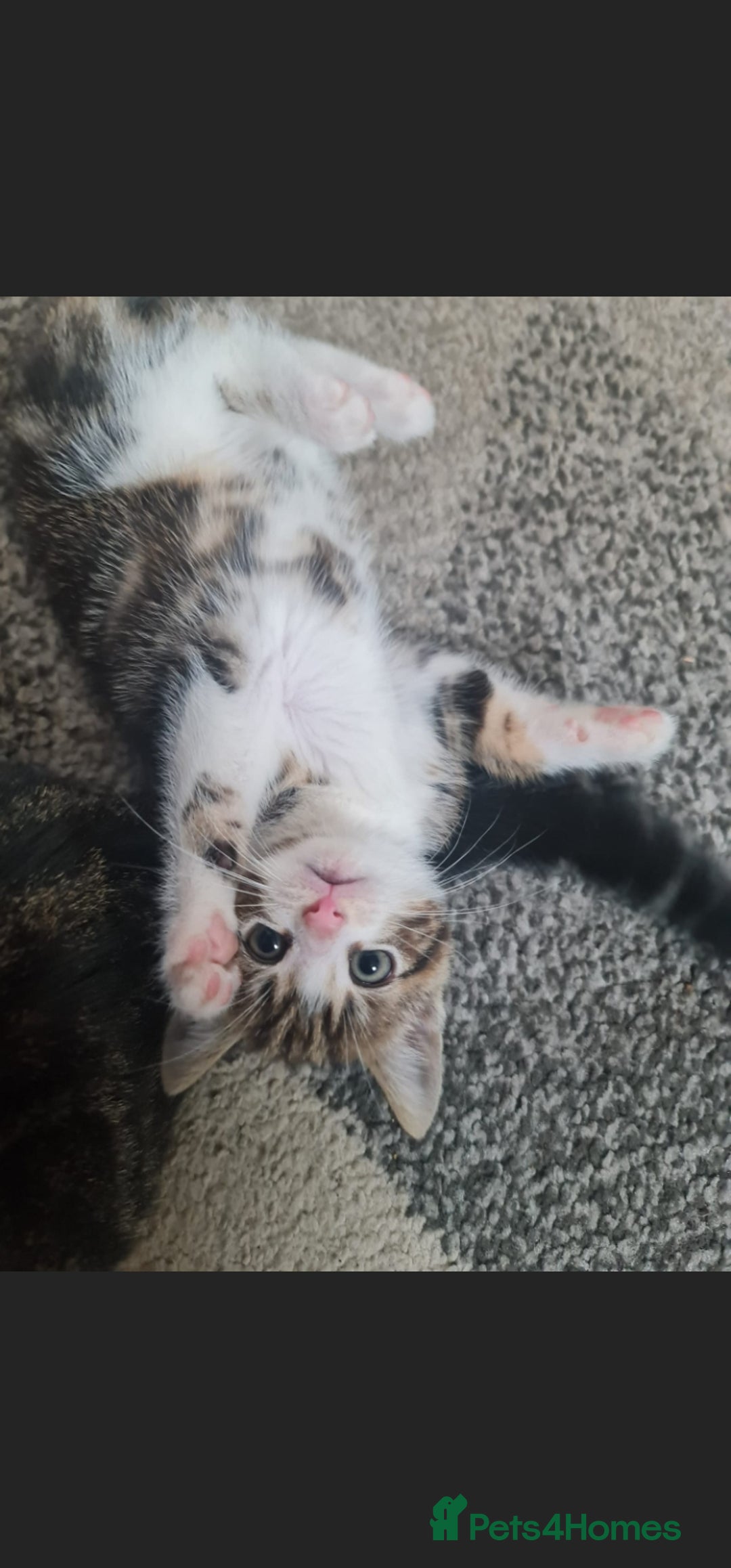 American Curl cats for sale: Amarican Curl Kitten  - Advert 7