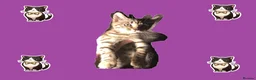 Domestic Shorthair cats for sale: CUDDLY KITTEN - Advert 2