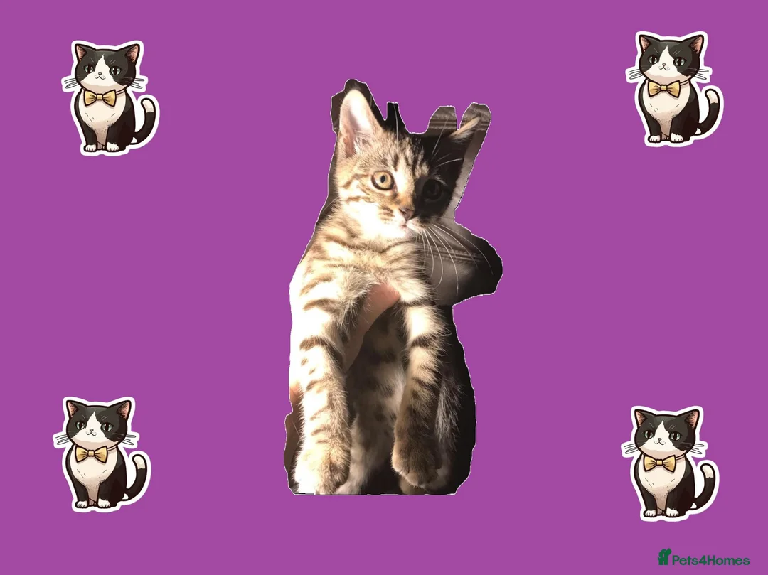 Domestic Shorthair cats for sale: CUDDLY KITTEN - Advert 2