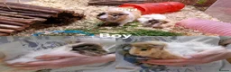 Guinea Pig rodents for sale: Male & Female baby guinea pigs - Born 4/6/26 in Carnforth - Advert 5