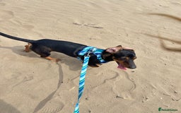 Dachshund dogs for sale: Male Dachshund  - Image 3
