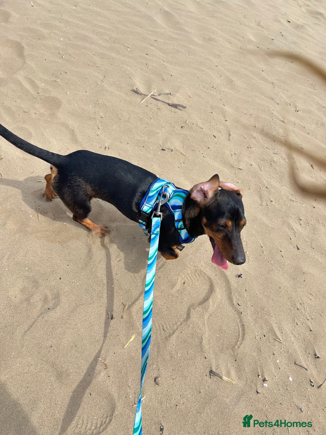 Dachshund dogs for sale: Male Dachshund  - Image 3