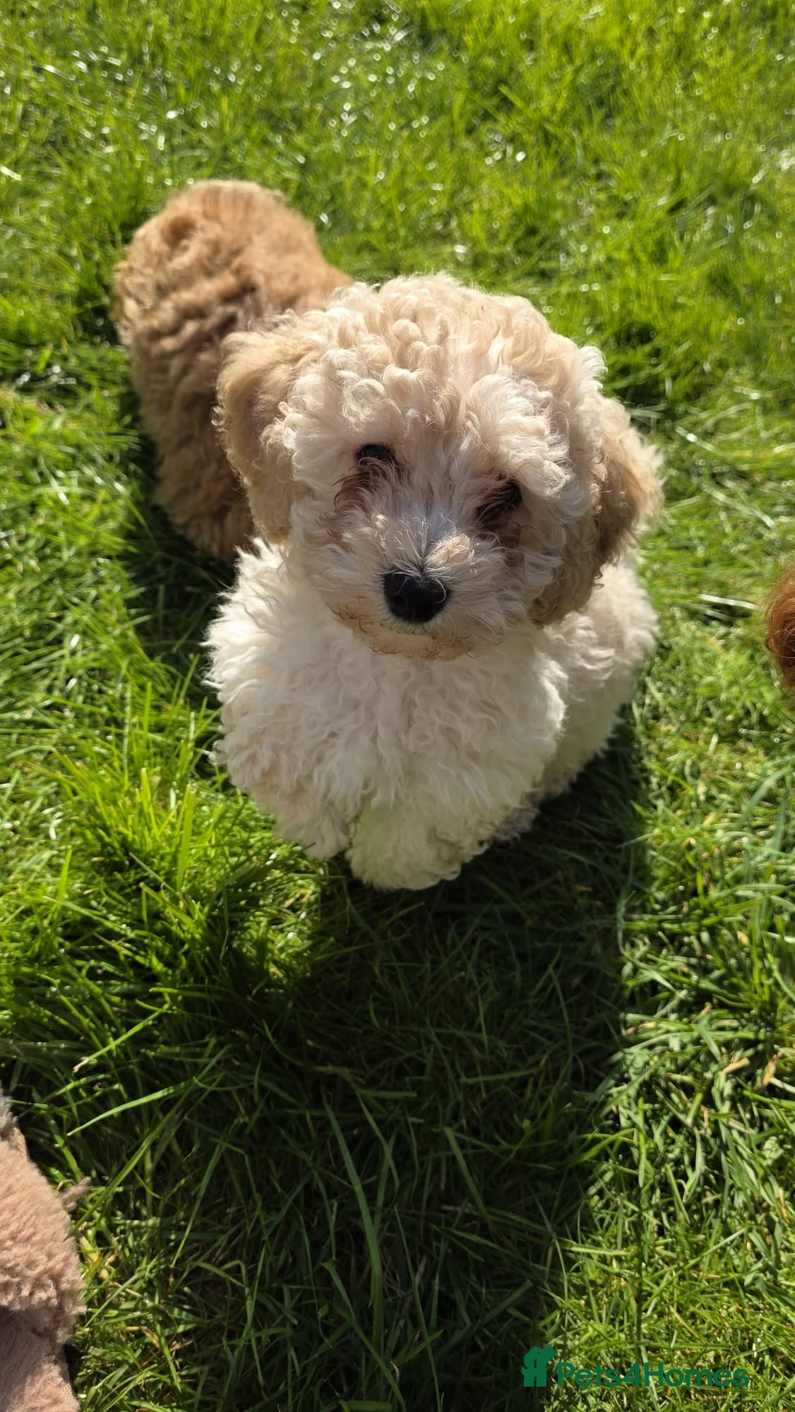 Maltipoo dogs Pure Maltipoo Puppies   - Advert 14