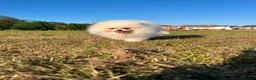 Pomeranian dogs for sale:     Luxury White Pomeranian Puppies  - Advert 3