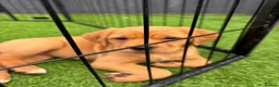 Cockerdor dogs for sale:  Cockerdor fox red puppies - Advert 11