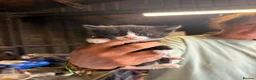 Mixed Breed cats for sale: Cute kittens for sale  - Advert 3