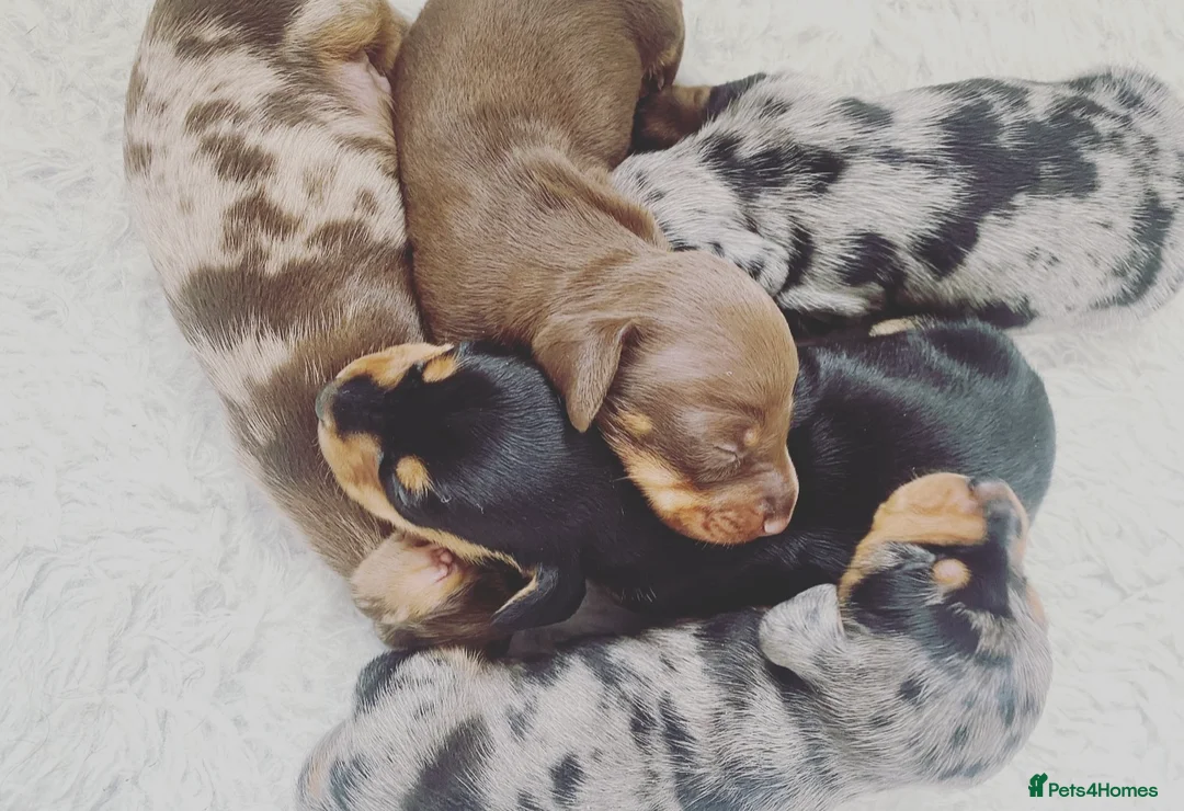 Miniature Dachshund dogs for stud: Kc reg IVDD screened pra clear mini smooth  in Newton Abbot - Advert 34