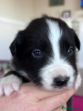 Border Collie dogs - Advert 3