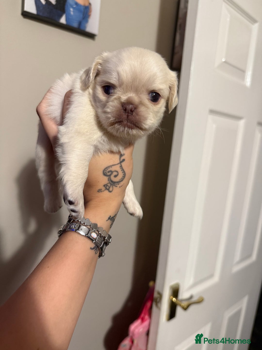 Pug dogs for sale: fluffy pug puppies  - Advert 8