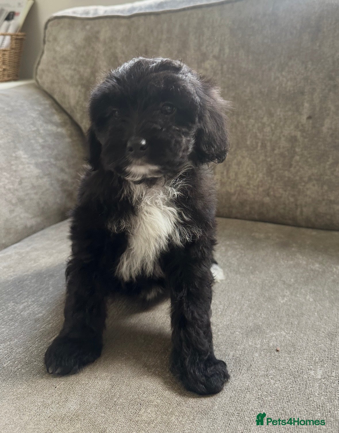 Cavapoo dogs Cavapoo boys for sale  - Advert 1