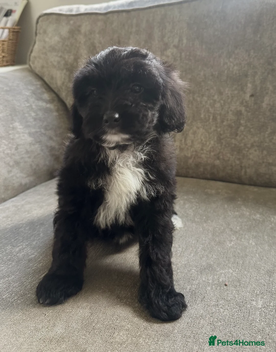 Cavapoo dogs for sale: Cavapoo boys for sale  - Advert 1