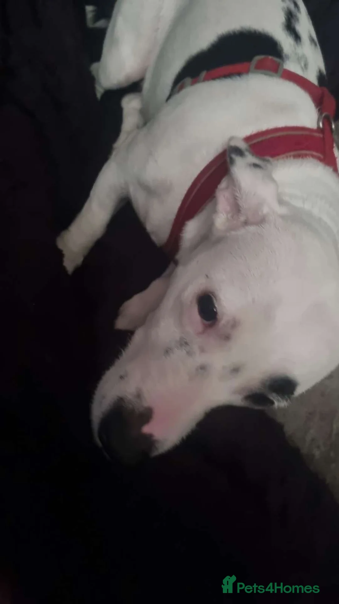 Mixed Breed dogs for sale: 3 year old female dog  in Mansfield - Advert 2