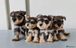 Miniature Schnauzer dogs for sale: Purebred Miniature Schnauzer Puppies - Image 2