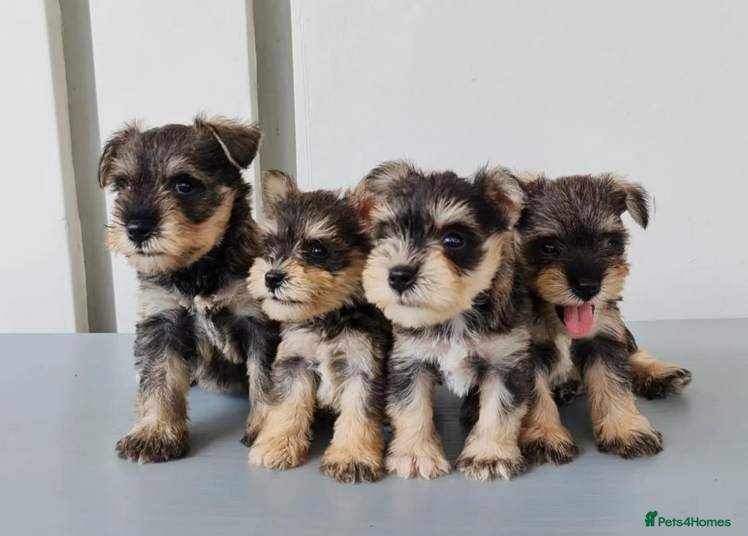 Miniature Schnauzer dogs for sale: Purebred Miniature Schnauzer Puppies - Image 2
