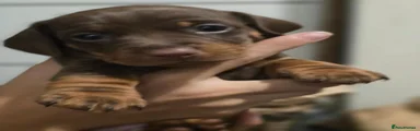 Jackshund 3