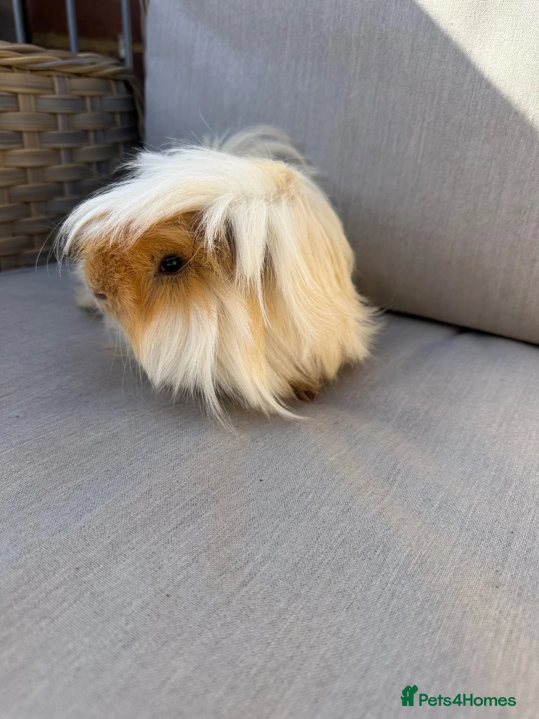 Guinea Pig rodents for sale: Very handsome male guinea pig.  - Advert 9