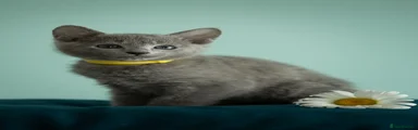 Russian Blue Kitten 4