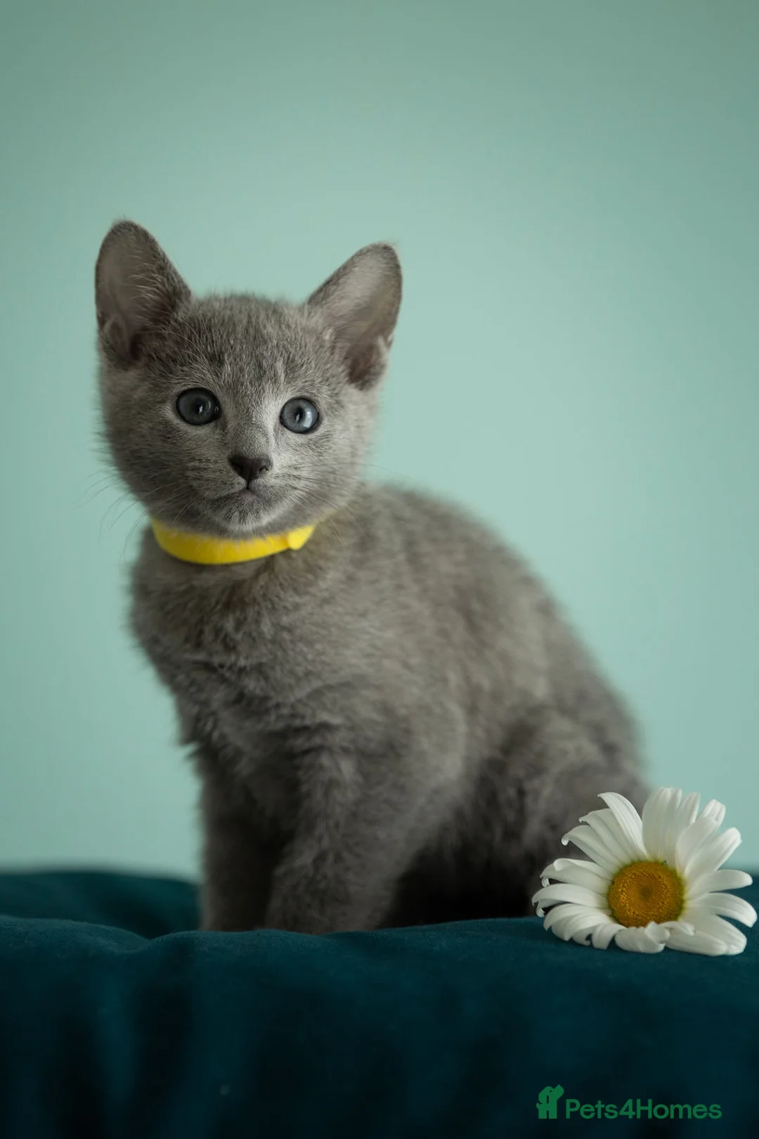 Russian Blue cats for sale: TICA Reg Boutique Russian Blue Kittens  - Advert 1