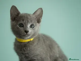 Russian Blue cats TICA Reg Boutique Russian Blue Kittens - Advert 8