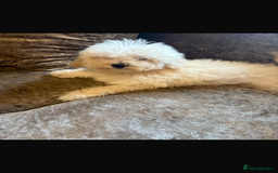 Poochon dogs for sale: Beautiful cheeky poochon puppys  - Image 8