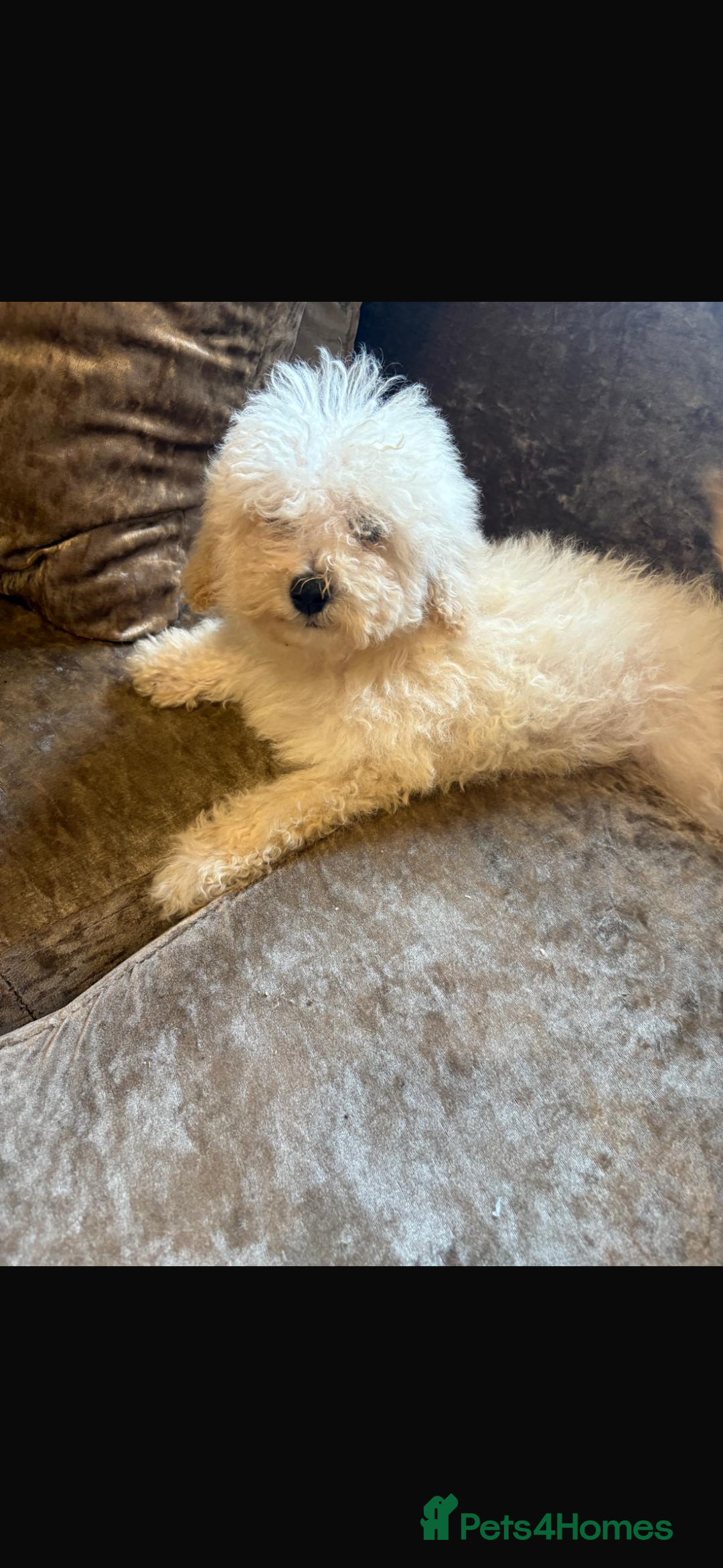 Poochon dogs for sale: Beautiful cheeky poochon puppys  - Image 8