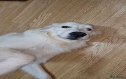 Golden Retriever dogs for sale: Meet Mickey, the Well-Mannered Golden Retriever - Image 7