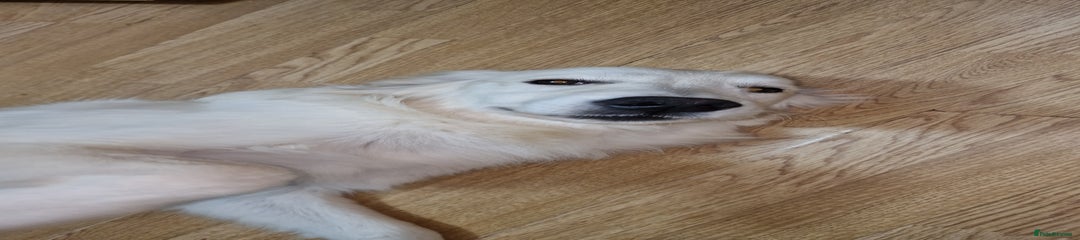 Golden Retriever Puppy 1