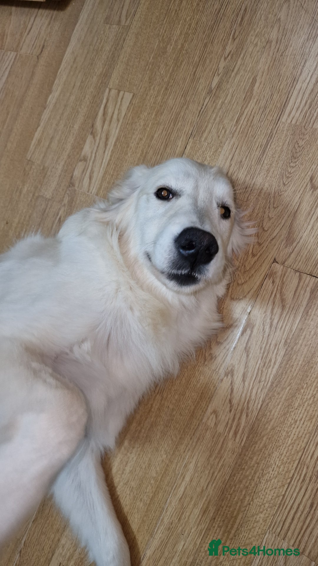 Golden Retriever dogs for sale: Meet Mickey, the Well-Mannered Golden Retriever - Image 7