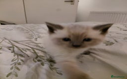 Ragdoll cats for sale: 5 ragdoll british shorthair kittens - Image 2