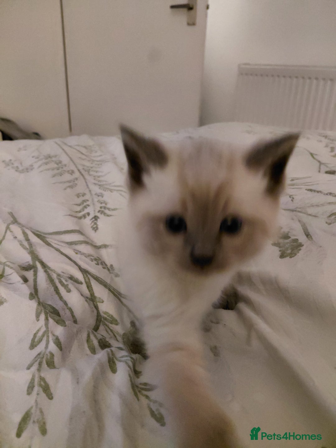 Ragdoll cats for sale: 5 ragdoll british shorthair kittens - Image 2