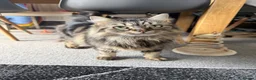 Mixed Breed cats for sale: Lottie for a forever home 🩷 - Advert 3