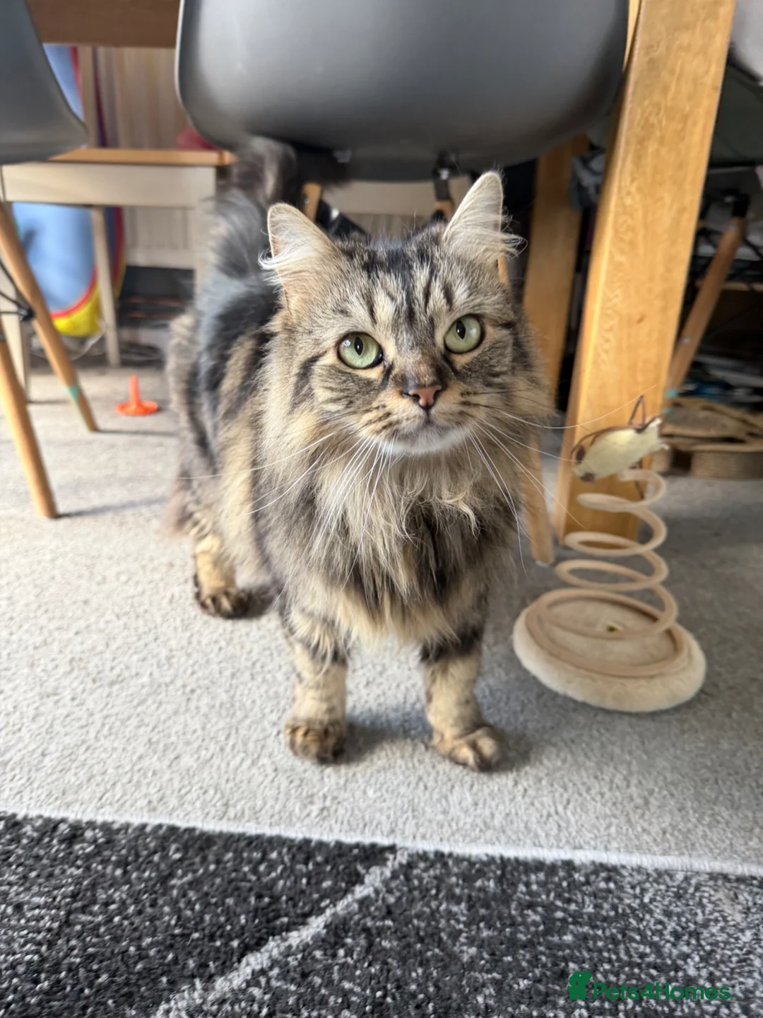 Mixed Breed cats for sale: Lottie for a forever home 🩷 - Advert 3