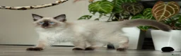 Ragdoll cats for sale: Beautiful Seal Point Male Ragdoll Kitten - GCCF - Advert 6