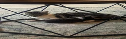 British Longhair cats for sale: kitten, urgent in Birmingham - Advert 2