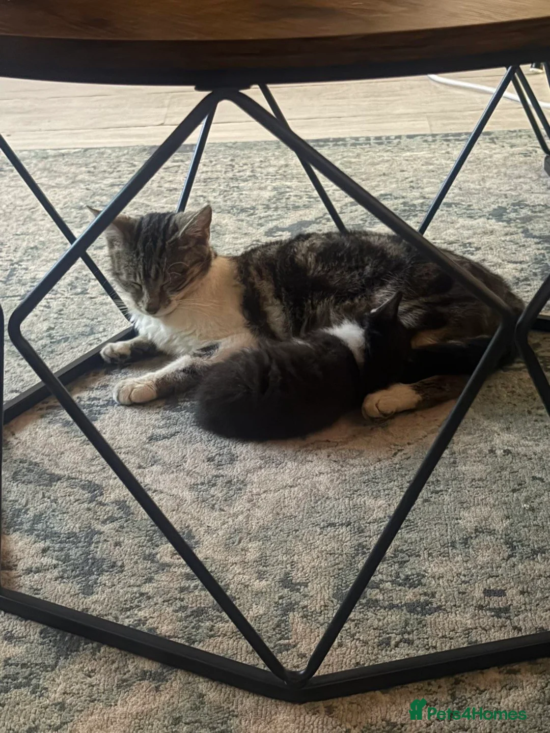 British Longhair cats for sale: kitten, urgent in Birmingham - Advert 2