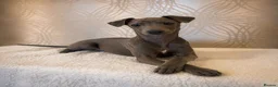 Italian Greyhound dogs for sale: Blue italian whippet ready now  - Advert 3