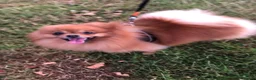 Pomeranian dogs for stud: Orange Pomeranian Stud  - Advert 9