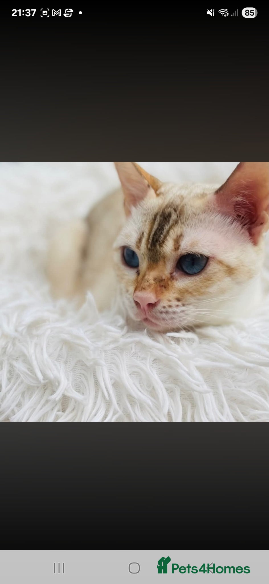 Bengal cats Mink bengal - Advert 1