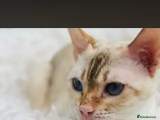 Bengal cats Mink bengal - Advert 10