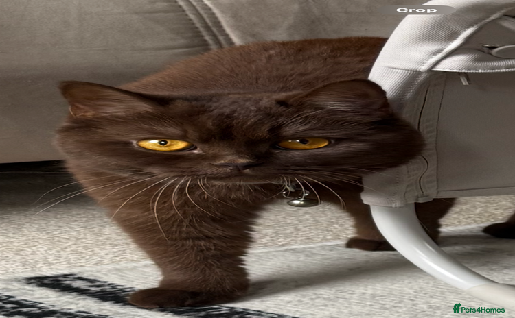 British Shorthair cats - Advert 5