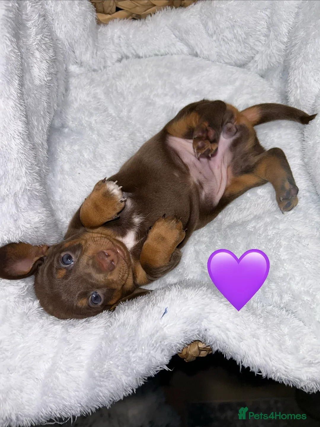 Miniature Dachshund dogs for sale: 4 beautiful miniature dachshund puppies - Advert 20