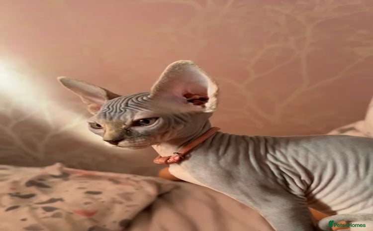 Sphynx cats - Advert 9