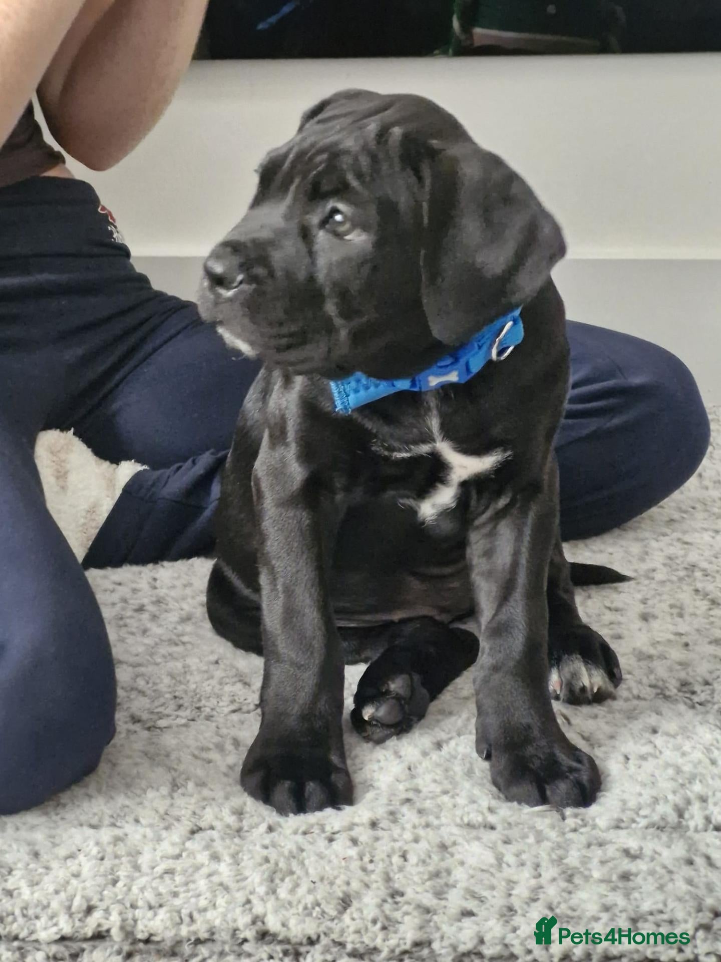 Cane Corso dogs Female puppy cane corso - Advert 3