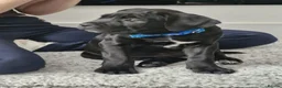 Cane Corso dogs for sale: Female puppy cane corso - Advert 1