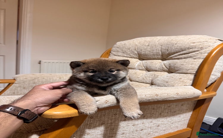 Japanese Shiba Inu dogs - Advert 1