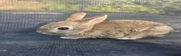 Netherland Dwarf rabbits for sale: Netherland Dwarf Agouti - Advert 3