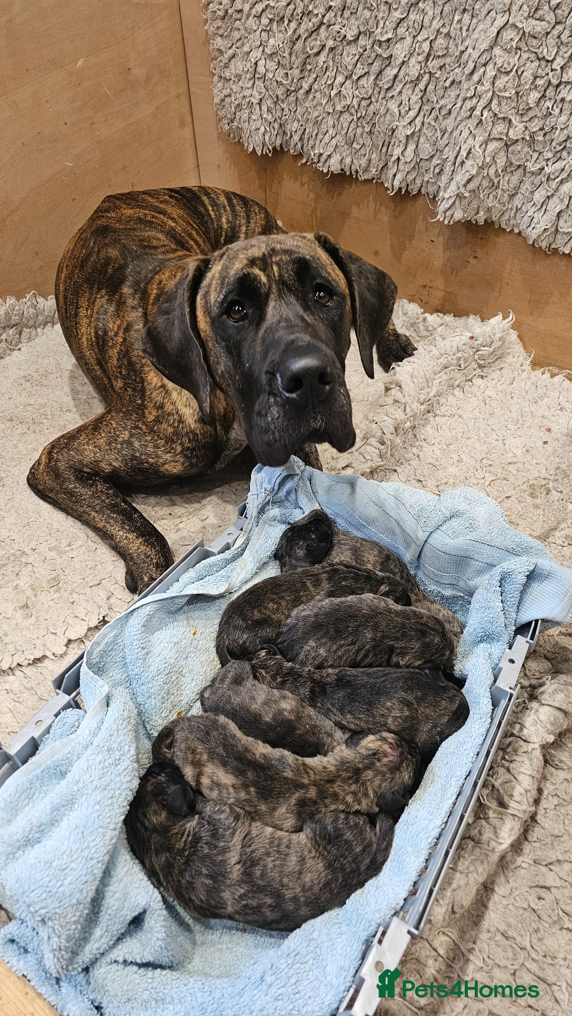 Great Dane dogs STUNNING BRINDLE GREAT DANE PUPPPIES BORN 4/6/26 - Advert 6